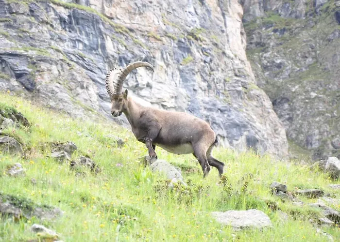 Alpstuga 3 A Sarreyer, Proche Verbier Sarreyer